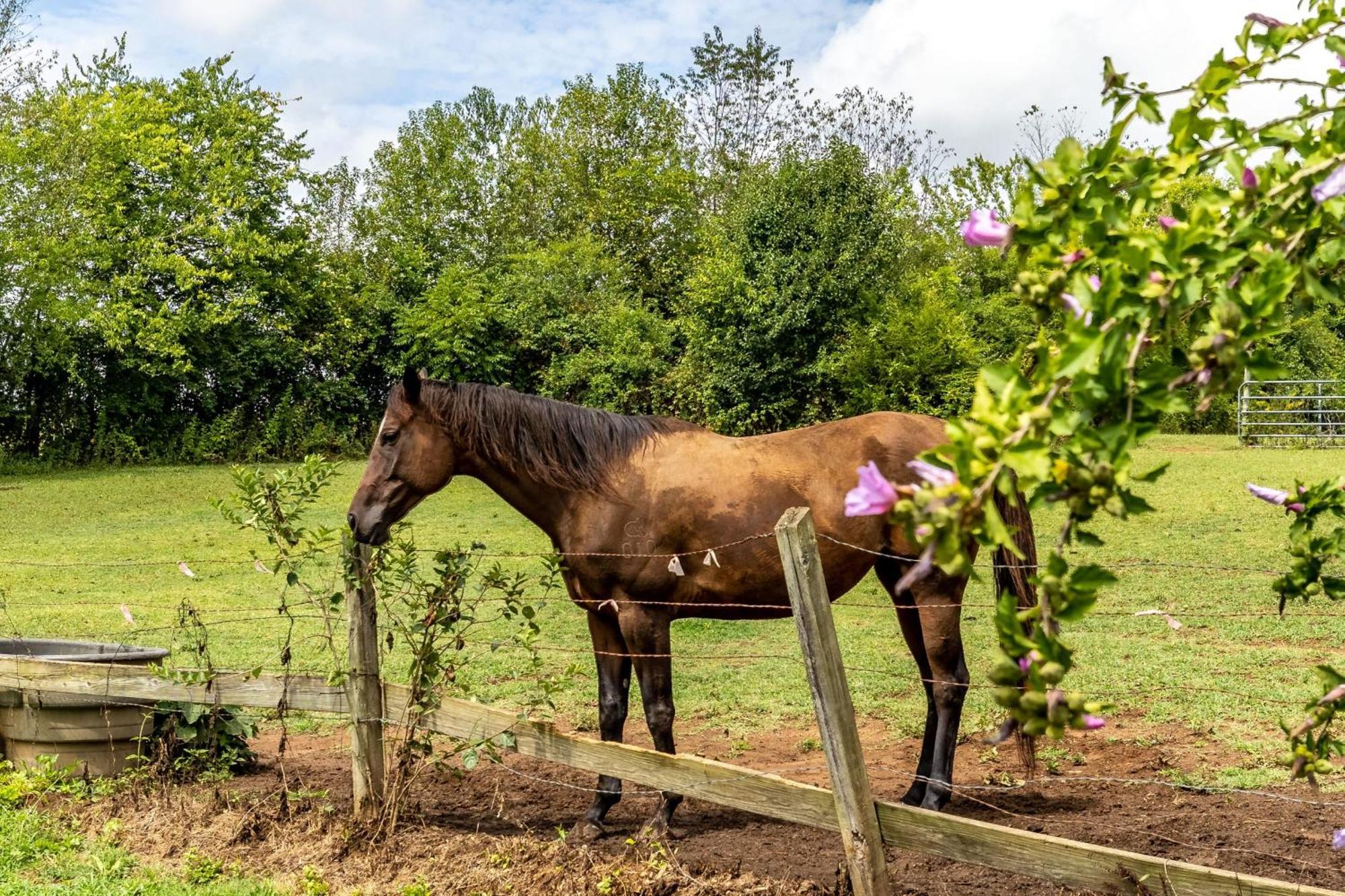 Tranquil Mountain Escape Luxurious 5-Bedroom Farmhouse With Pool Maryville Zewnętrze zdjęcie